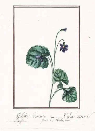 Violette Odorante / Viola odorata - Duftveilchen wood violet / Botanik botany / Blume flower / Pflanze plant