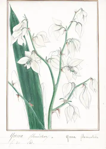 Yucca filamenteux = Yucca filamentosa - Fädige Palmlilie Adam's needle and thread / Botanik botany / Blume flo