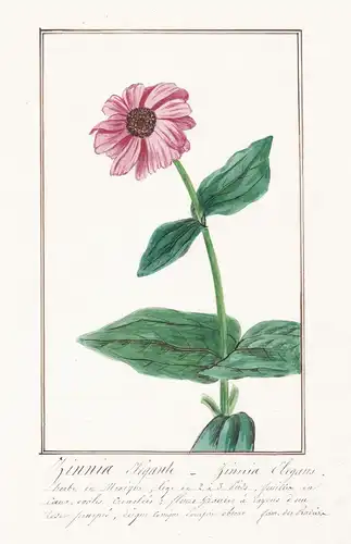 Zinnia Elegante / Zinnia Elegans - Zinnie youth-and-age / Botanik botany / Blume flower / Pflanze plant