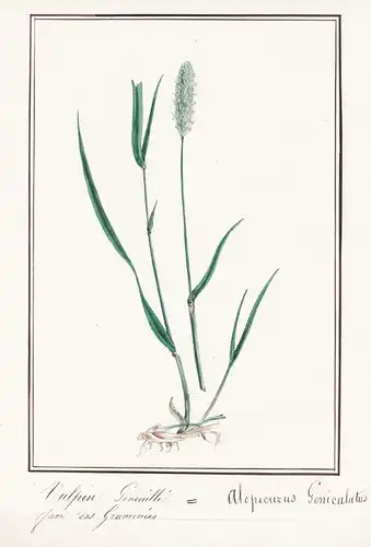 Vulphin Genouille = Alopecurus Geniculatus - Knick-Fuchsschwanzgras water foxtail / Botanik botany / Blume flo