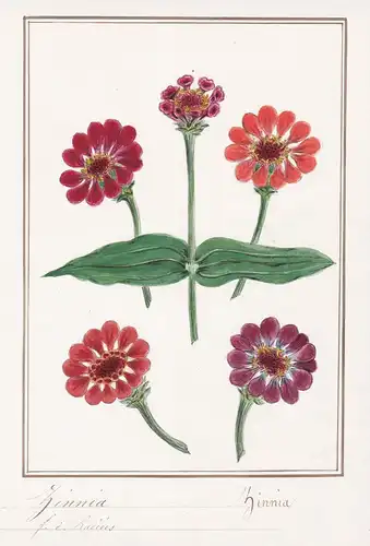 Zinnia - Zinnie youth-and-age / Botanik botany / Blume flower / Pflanze plant