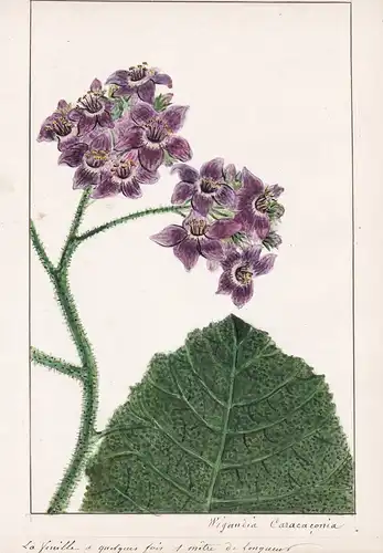 Wigandia Caracaconia - Wigandia Caracasana Caracus wigandia / Botanik botany / Blume flower / Pflanze plant