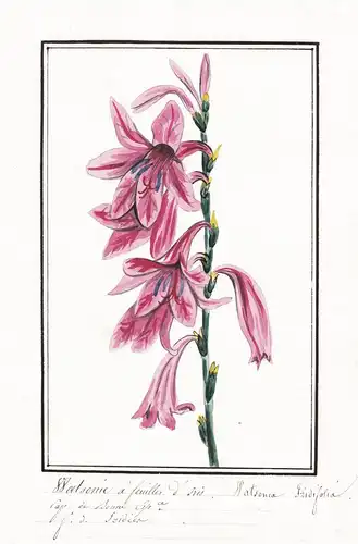 Watsonie a feuilles d'Iris / Watsonia Iridifolia - bugle lily Schwertlilie / Botanik botany / Blume flower / P