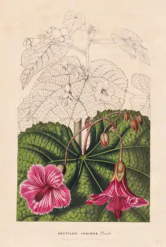 Abutilon Insigne - Südamerika South America / Blume flower flowers Blumen Botanik botanical botany