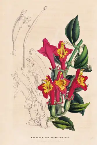 Aeschynanthus Javanicus - Java / Blume flower flowers Blume Botanik botanical botany