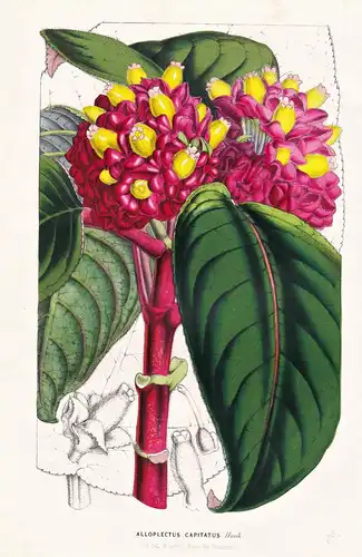 Alloplectus Capitatus - Colombia Kolumbien / Blume flower flowers Blume Botanik botanical botany