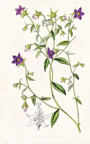 Campanula Colorata - Blume flower flowers Blume Botanik botanical botany