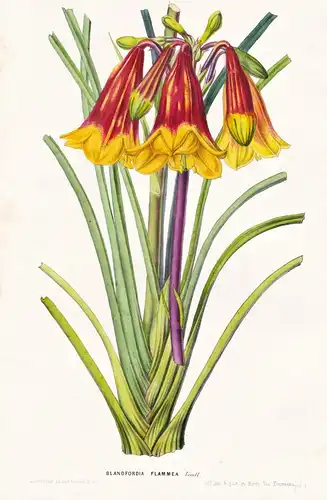Blandfordia Flammea - Australia Australien / Blume flower flowers Blume Botanik botanical botany