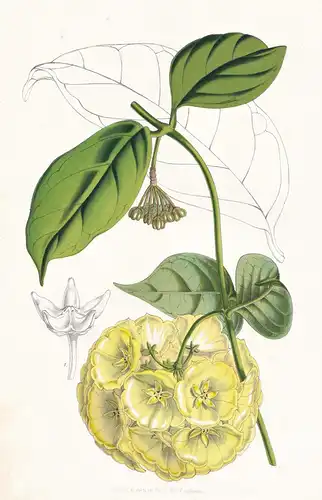 Cystidianthus Campanulatus - Java / Blume flower flowers Blume Botanik botanical botany