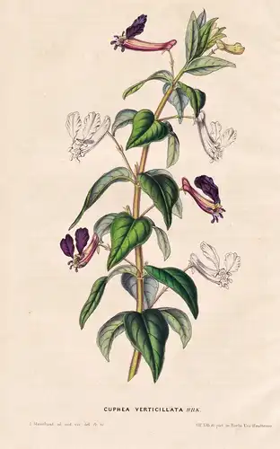 Cuphea Verticillata - Peru / Blume flower flowers Blumen / Botanik botanical botany