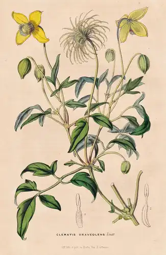 Clematis Graveolens - China Himalaya / Blume flower flowers Blumen Botanik botanical botany