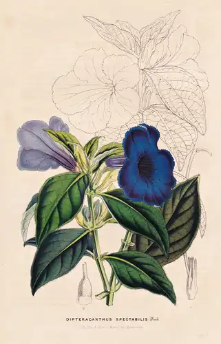 Dipteracanthus Spectabilis - Ecuador Peru / Blume flower flowers Blumen / Botanik botanical botany
