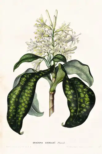 Dracaena Sieboldii - Java / Blume flower flowers Blume Botanik botanical botany
