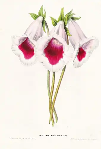 Gloxinia Marie van Houtte - Blume flower flowers Blume Botanik botanical botany