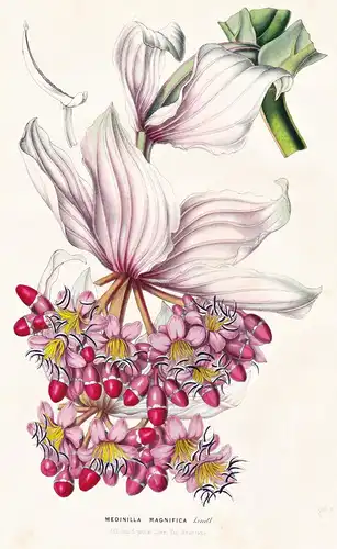 Medinilla Magnifica - Java / Blume flower flowers Blume Botanik botanical botany