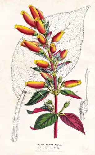 Isoloma Pictum - Colombia Kolumbien / Blume flower flowers Blume Botanik botanical botany