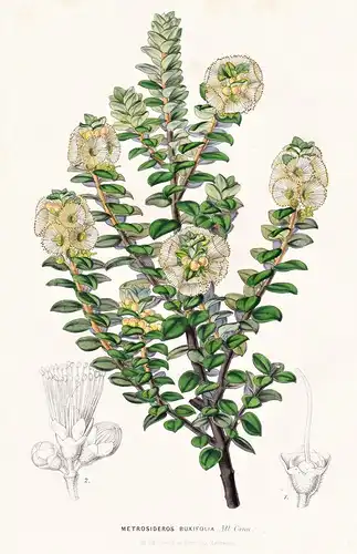 Metrosideros Buxifolia - New Zealand Neuseeland / Blume flower flowers Blume Botanik botanical botany