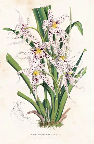 Odontoglossum Naevium - Central America / Orchidee Orchid / Blume flower flowers Blume Botanik botanical botan
