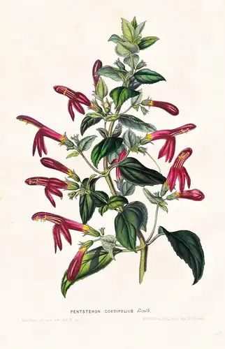 Penstemon Cordifolius - California Kalifornien / Blume flower flowers Blume Botanik botanical botany