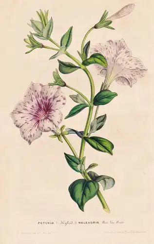 Petunia Meleagris - Blume flower flowers Blumen Botanik botanical botany