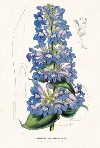 Pentstemon Cyananthus - America Amerika / flower Blume flowers Blumen botanical Botanik botany