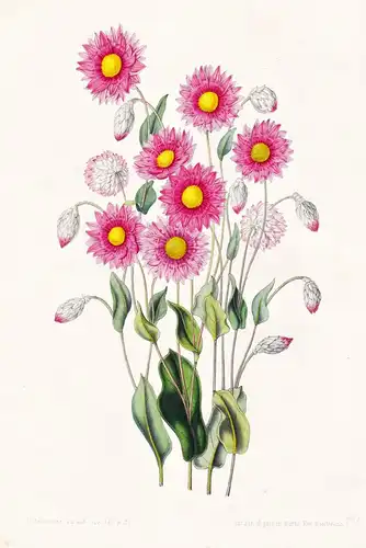 Rhodanthe Manglesii - Australia Australien / Blume flower flowers Blume Botanik botanical botany