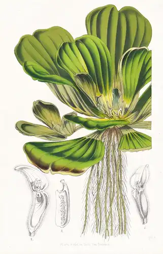 Pistia Stratiotes - Jamaica Jamaika / Blume flower flowers Blume Botanik botanical botany