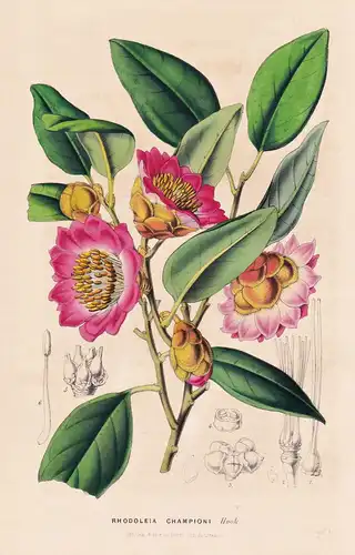 Rhodoleia Championi - Hong Kong rose / China / Blume flower flowers Blume Botanik botanical botany