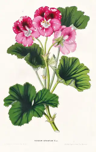 Roseum Striatum - Blume flower flowers Blume Botanik botanical botany