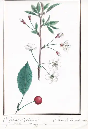 (Prunier) Cerisier / (Prunus) Cerasus sativa - Sauerkirsche tart cherry / Botanik botany / Blume flower / Pfla