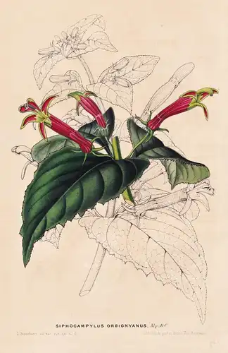Siphocampylus Orbignyanus - Bolivia Bolivien / Blume flower flowers Blumen Botanik botanical botany