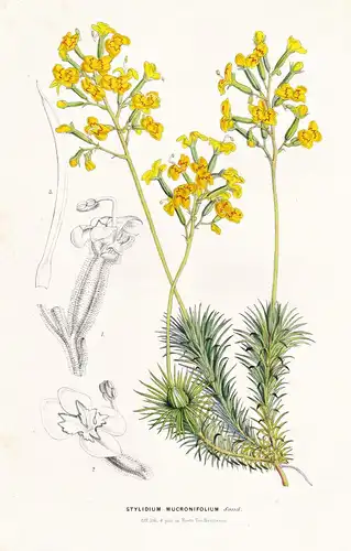 Stylidium Mucronifolium - Australia Australien / Blume flower flowers Blume Botanik botanical botany