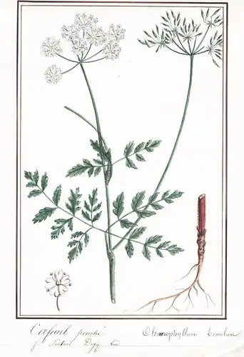 Cefeuil penche / Chaerophyllum temulum - Hecken-Kälberkropf rough chervil / Botanik botany / Blume flower / Pf