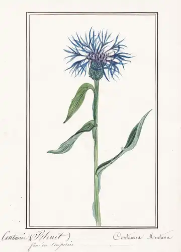 Centauree / Centaurea Montana - Berg-Flockenblume mountain cornflower / Botanik botany / Blume flower / Pflanz