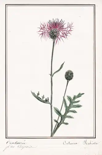 Centauree / Centaurea Scabiosa - Skabiosen-Flockenblume greater knapweed / Botanik botany / Blume flower / Pfl