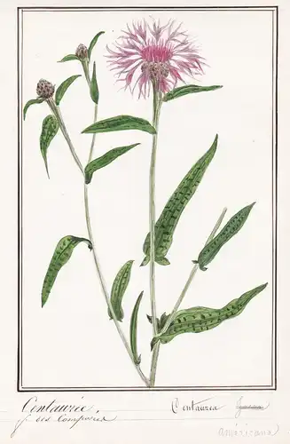 Centauree / Centaurea - Flockenblume starthistles / Botanik botany / Blume flower / Pflanze plant