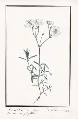 Ceraiste des Champs = Cerastium Arvense - Acker-Hornkraut field chickweed / Botanik botany / Blume flower / Pf