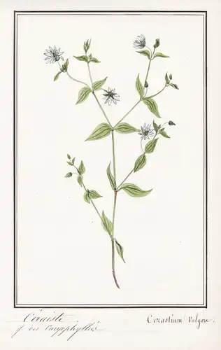 Ceraiste = Cerastium vulgare - Quellen-Hornkraut starweed mouse-ear chickweed / Botanik botany / Blume flower