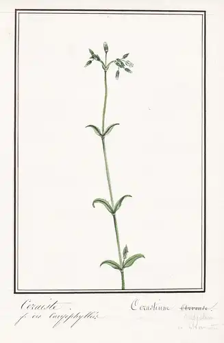 Ceraiste = Cerastium - Hornkraut mouse-ear chickweed / Botanik botany / Blume flower / Pflanze plant