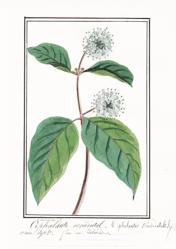 Cephanlante occidental / Cephalantus occidentalis - Westliche Knopfbusch buttonbush / Botanik botany / Blume f