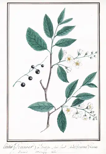 Cerisier (Prunier) a Prappe / Cerasus (Prunus) Padus - Traubenkirsche hagberry bird cherry / Botanik botany /