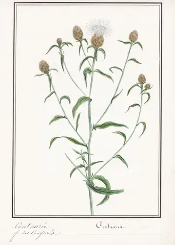 Centauree / Centaurea - Flockenblume starthistles / Botanik botany / Blume flower / Pflanze plant