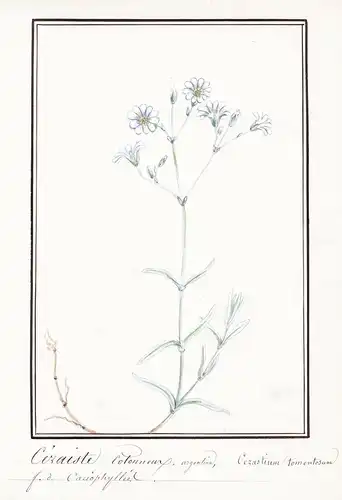 Ceraiste cotonneux = Cerastium tomentosum - Filziges Hornkraut snow-in-summer / Botanik botany / Blume flower