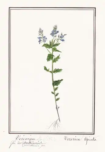 Veronique = Veronica Spicata - Ähriger Ehrenpreis spiked speedwell / Botanik botany / Blume flower / Pflanze p
