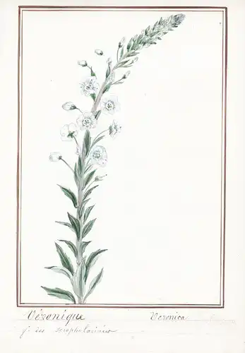 Veronique = Veronica - Ehrenpreis speedwell / Botanik botany / Blume flower / Pflanze plant