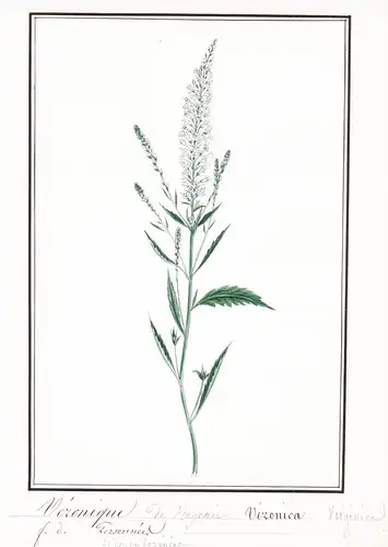 Veronique = Veronica - Ehrenpreis speedwell / Botanik botany / Blume flower / Pflanze plant