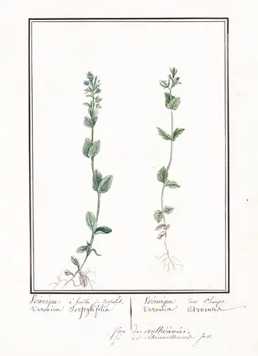 Veronique a feuilles de serpolet / Veronica Serpyllifolia / Veronique des champs / Veronica Arvensis - Quendel