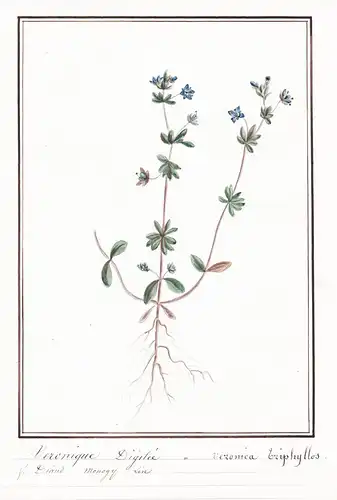 Veronique Didgite = Veronica Triphyllos - Dreiteiliger Ehrenpreis finger speedwell / Botanik botany / Blume fl