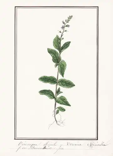 Veronique officinale / Veronica officinalis - Wald-Ehrenpreis heath speedwell / Botanik botany / Blume flower