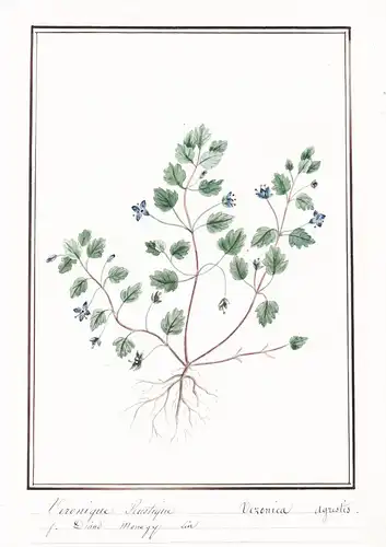Veronique Rustique / Veronica agrestis - Acker-Ehrenpreis green field speedwell / Botanik botany / Blume flowe